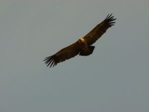 Eagle @ La Rhune